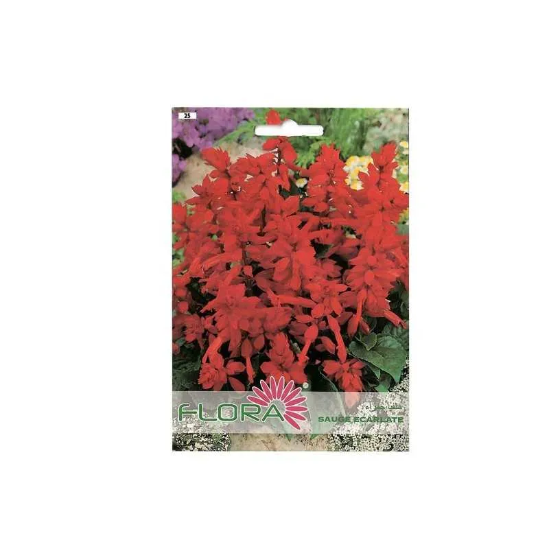 FLEUR SAUGE ECARLATE FLORA