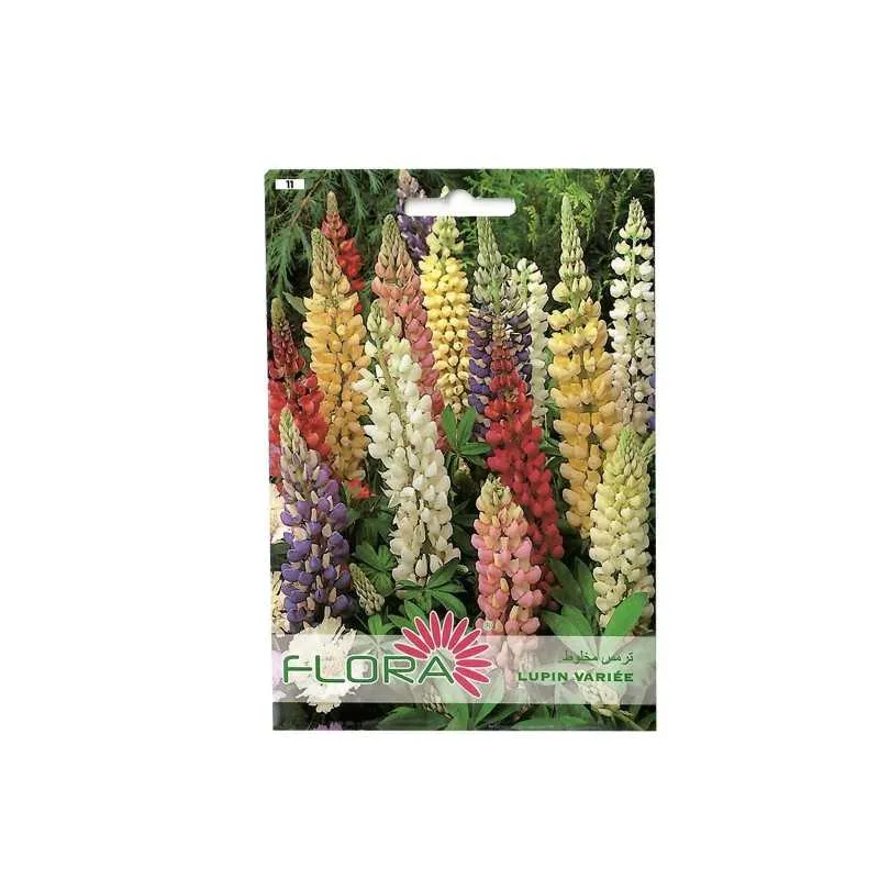 LUPIN VARIÉE FLORA
