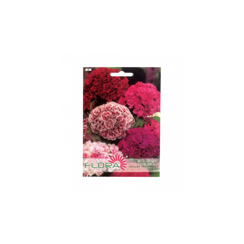 FLEUR OEILLET